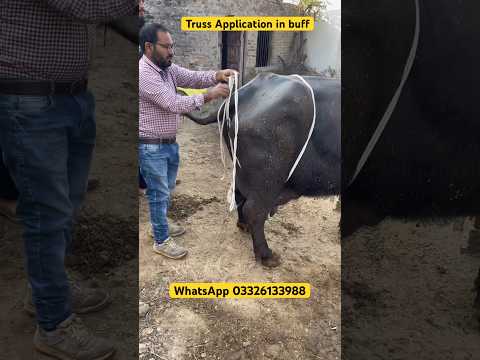 Truss application|cheki ka treka| #cow #viral #vetcare #animaldoctor #animals #animalhospital