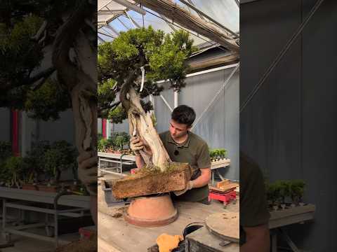Repotting a 70 years old taxus bonsai tree #repotting #taxus #bonsaitree