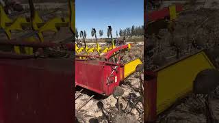 #agriculture #sunflowers#newmaoke#sunflowerseeds#short vidio #plaase like and subscriber#farming #