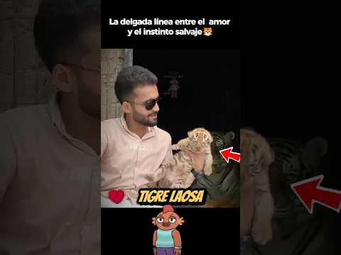 Criar a un tigre: entre el amor y el peligro. 🐯⚠️