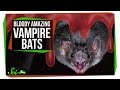 Vampire Bats: Nature's Blood Drinkers