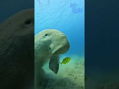 Sapi Laut Ini Makan Dengan Santai Banget