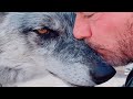 Understanding Wolves and Wolf Dogs