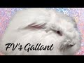 FV's Gallant, 6 months old