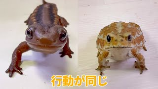 飼い主大好きな生き物達の行動が同じな原因が判明しました(笑)