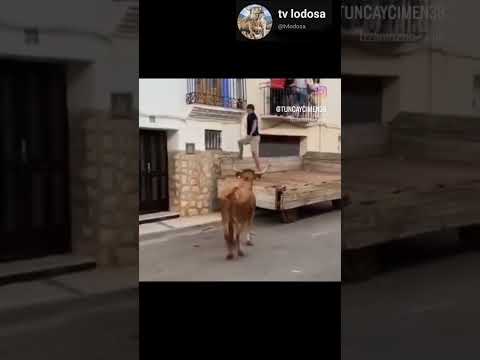 vaca se sube a remolque