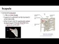 Shoulder Anatomy and Function