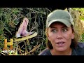 Python Hunting in the Everglades