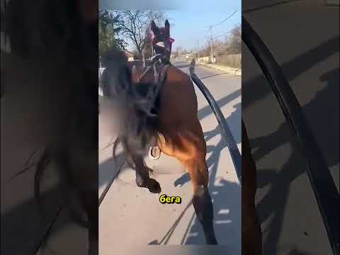 Как животные меняются в зависимости от угла #perspective #amazing