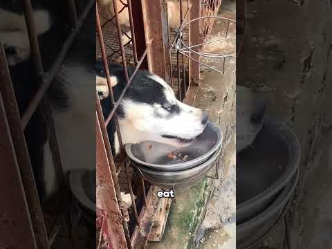 Sled dog#youtubeshorts #shorts #dog #husky