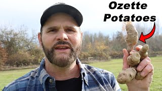 Why Makah Ozette Potatoes Are So Special. The Only Native American Variety of Potato is Amazing!