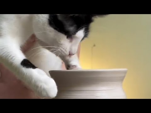 Rescue cat has unusual hobby