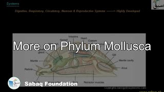 More on Phylum Mollusca