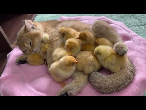 The kitten is a qualified mother of a chick, the daily life of the chick and the kitten