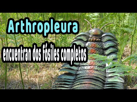 Arthropleura Fósil Completo Cambia Todo Lo Que Sabíamos