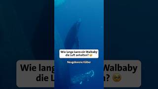 So lange kann ein Wal-Baby die Luft anhalten | Erlebnis Erde