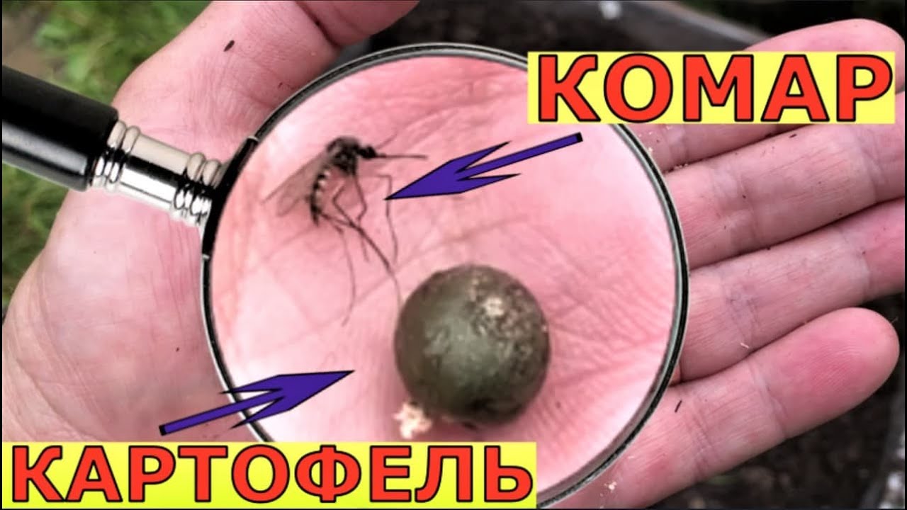 Посадили микроклубни картофеля. Что выросло?
