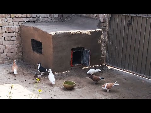 How to make a Pigeon,s house with bricks and cows