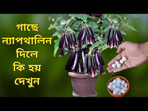 গাছে ন্যাপথালিন দিলে কি হয় দেখুন - Unknown Uses of naphthalene - গাছে ন্যাপথালিনের ব্যবহার