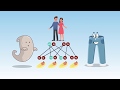 Genetic Inheritance and DNA Basics