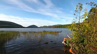 🌲 Forest Birdsong Ambience 🐦 Relaxing Nature Sounds for Sleep & Calm