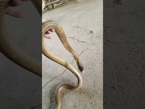 Is it possible to tame a Monocled Cobra? Lets find out