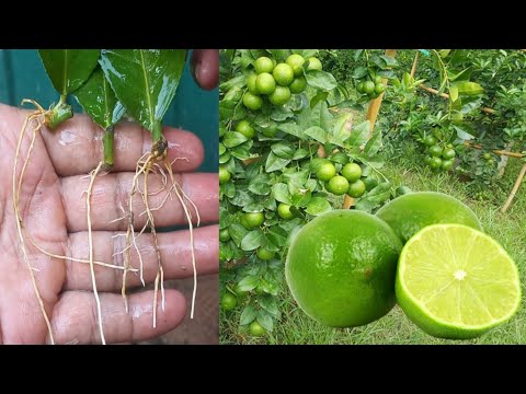 How To Growing Lemon Tree From Leaves