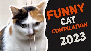Cat Memes That'll Make Your Day 100% Better