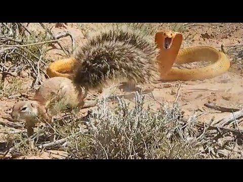 Top 9 Snake Fight Videos! (Squirrel Fights Cobra & More) | World Wild Web