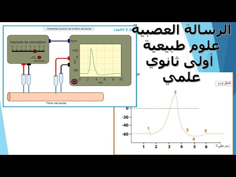 الرسالة العصبية علوم الطبيعة والحياة أولى ثانوي علمي