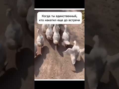 И сразу веселее стало? #тренды #смешно #смешныеживотные #прикол #юмор