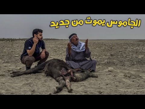 الجفاف المرعب الحيوانات بدأت بالموت 🤯