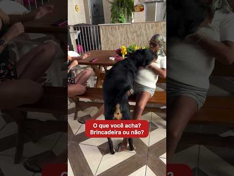 Como é o comportamento do seu cachorro? O que você acha desse vídeo? Comentem abaixo??