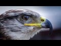 Observation Skills in Discovery Science