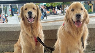 Sterling And Colin Go To Montreal