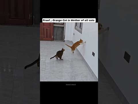 Orange Cat is Mother of all cats
