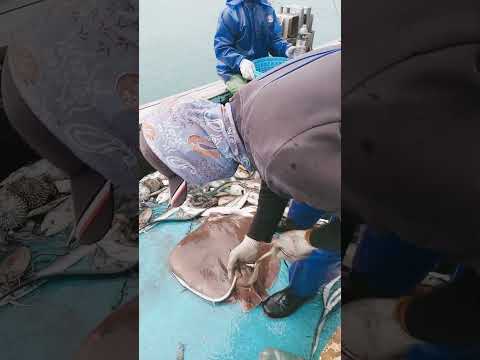 pelepasan duri ikan pari