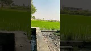 calming and relaxing village environment #ytshorts #ytshortsvideo #villagelife