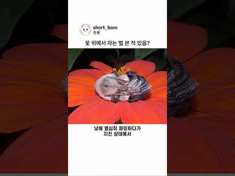 꽃 위에서 자는 벌 본 적 있음?