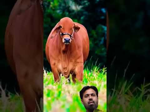 cows running in Forest 😍 ❤️ u#cow #haiderhaiderrecords #bull #farming #farmer #animals #trending