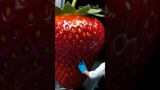 strawberry juice #shorts #pabrikminiature