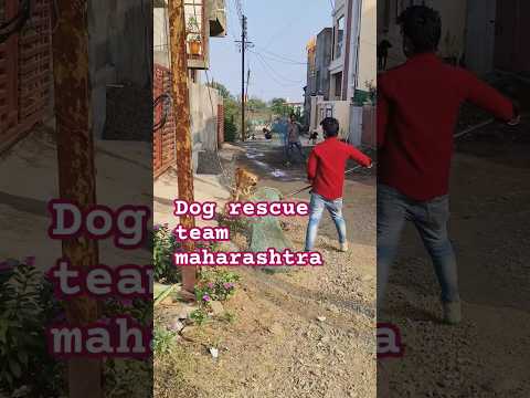 dog rescue team maharashtra #dog #animal #rescue #animalrescue #streetdog #viralshort #rescuedog
