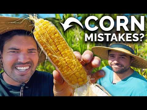 Did I Mess Up My Corn Harvest? 🌽