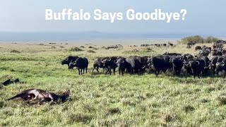 Lions Hunt Buffalo on Safari — Then Something UNBELIEVABLE Happens…