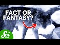 Dire Wolves and Their Evolutionary Mysteries