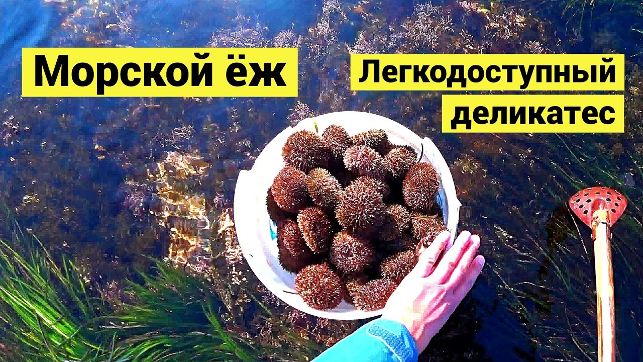 Морской ёж. Легкодоступный деликатес