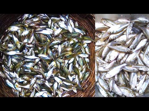 Tiny Fish Catching Technique|ছোট মাছ ধরার ভিডিও