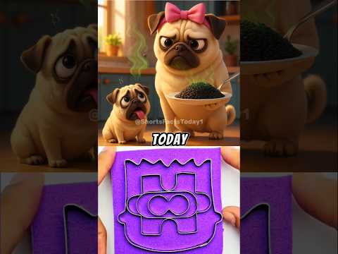 I Don't Like Black Rice.🐶🍚😺#dogs #cat #pug #pets #kitten