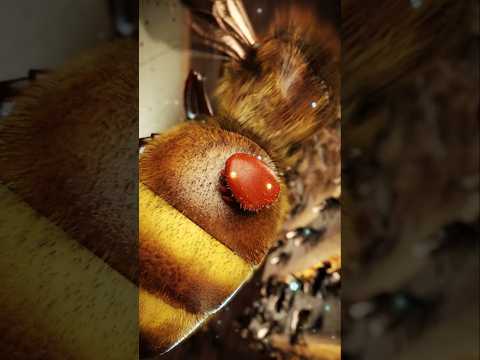 Biggest Enemy Of Honey Bees 🍯😨