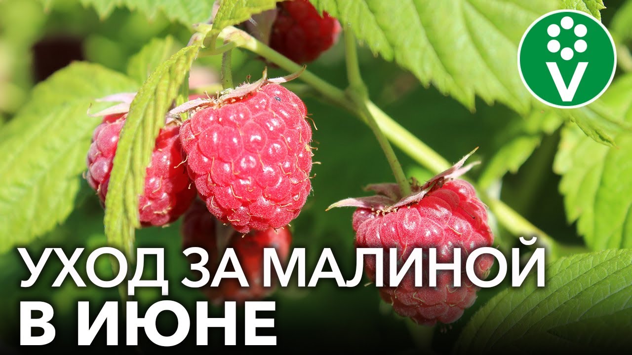 Чтобы малины было много, обязательно сделайте это в июне